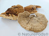 Sponge Mushroom Caps