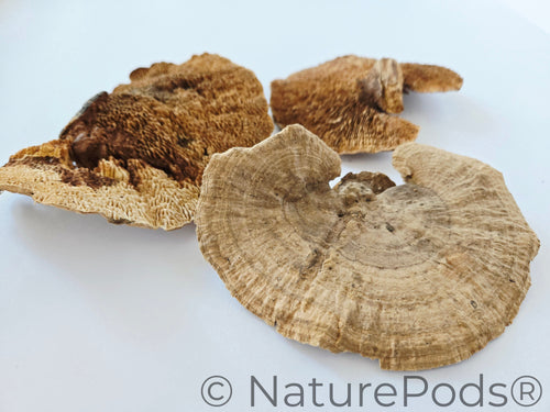 Sponge Mushroom Caps