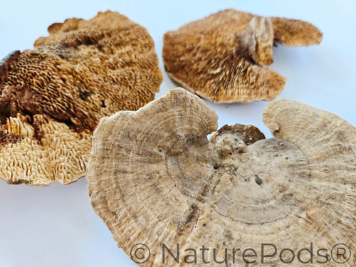 Sponge Mushroom Caps
