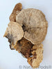 Sponge Mushroom Caps