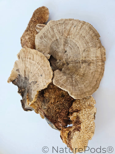 Sponge Mushroom Caps