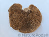 Sponge Mushroom Caps