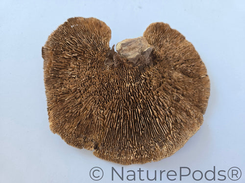 Sponge Mushroom Caps
