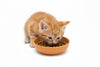 Ecoware cat dish 8oz