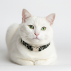 Costal Elasta Cat Reflective Breakaway Collar 10 green/black