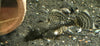 Longfin Bristlenose Pleco