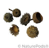 Large Assorted Acorn Caps - 7 Count