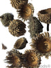 Large Assorted Acorn Caps - 7 Count