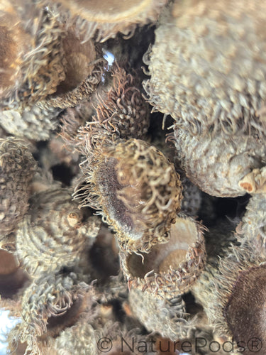 Large Assorted Acorn Caps - 7 Count