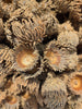 Large Assorted Acorn Caps - 7 Count