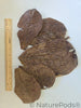 Catappa Indian Almond Leaves - 25 mixed-sized leaves