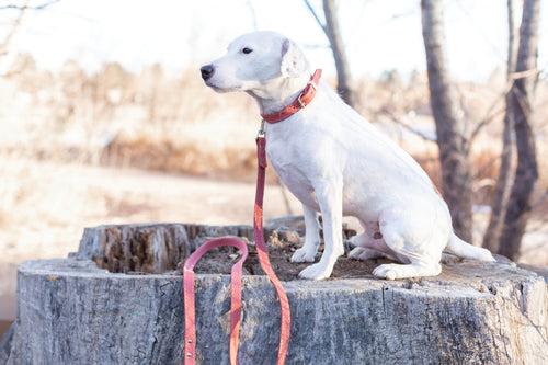 Pro Line Leather Hunting Dog Collar