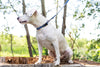 Waterproof Blue Jeans Super Soft PVC Dog Collar