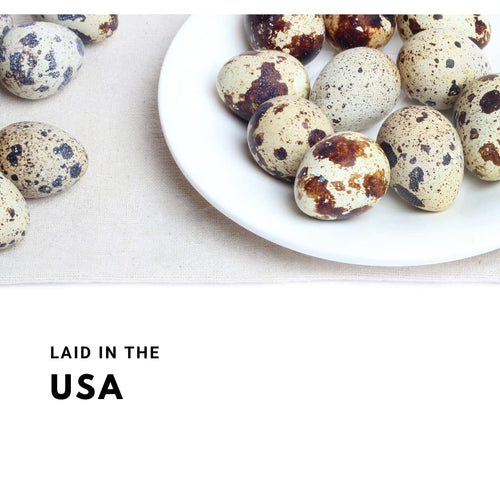 Fertile Hatching Mixed Jumbo Pharaoh Coturnix,Jumbo Italian, White,Brown Quail Hatching Eggs- Coturnix Quail Eggs for Sustainable Farming Hens Choice