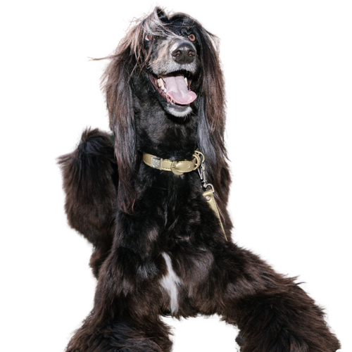 Champagne Gold Cactus Leash