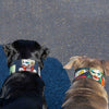 The Joker Limited Collar