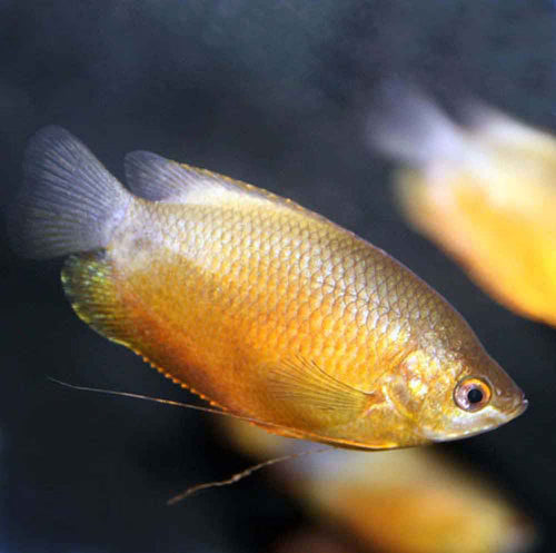 Sunset Thick Lip Gourami (Trichogaster labiosa)