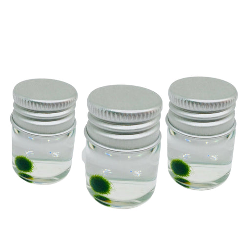 Super Mini Baby Marimo Moss Ball Kit Mini Moss Ball - Audubon, NJ ...