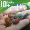 Colorful Ramshorn 10+ Snails