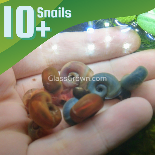 Colorful Ramshorn 10+ Snails