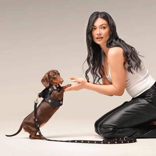 3-in-1 City Dog Leash - Rockstar