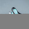 S-shaped  blue black gold horse eye ring