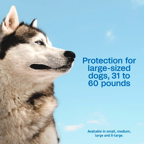 Adams Complete Indoor & Outdoor Flea Treatment System for Large Dogs 31–60 lbs