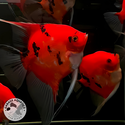 Live Fancy Fish – Red Devil (SUPER RED) Angel Fish VIP Grade, Rare Line ...