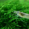 Java Moss 2oz Portion