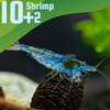 Blue Jelly Dwarf Shrimp 10+ Pack