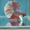 Male Lavender Big Ear Betta