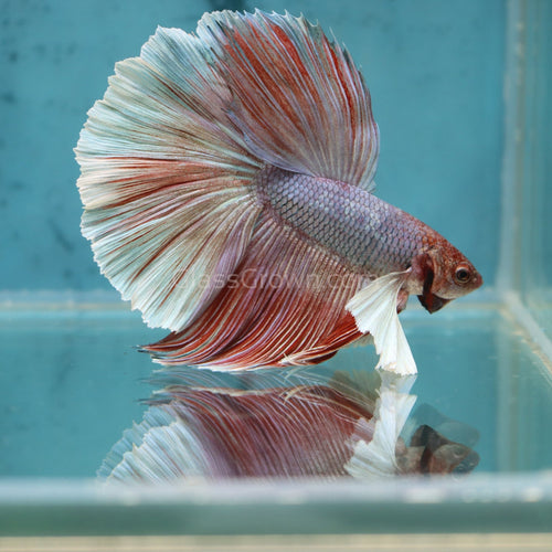 Male Lavender Big Ear Betta