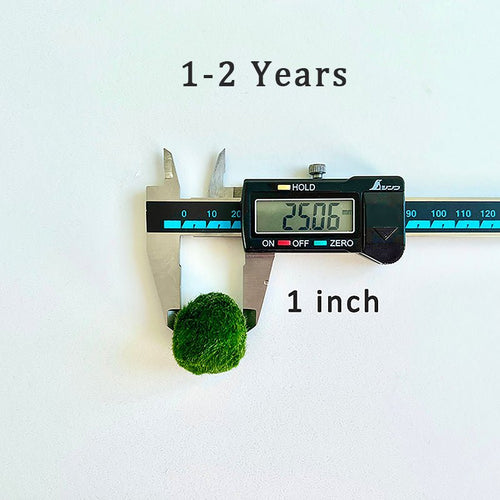 Marimo Moss Balls For Aquarium 5PCS Multiple Size Moss Ball Aqua Plant Pet Bulk Sale - Kokedama Japanese Algae Ball Wholesale