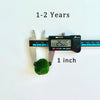 Marimo Moss Balls For Aquarium 50PCS Wholesale Multiple Size Moss Ball Aqua Plant Pet Bulk Sale - Kokedama Japanese Algae Ball Wholesale
