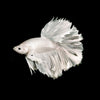 Male Snow White Halfmoon Betta