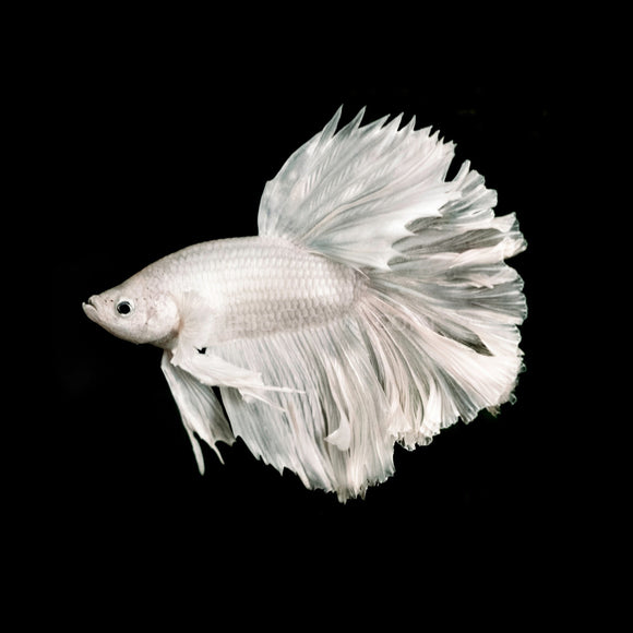 Male Snow White Halfmoon Betta