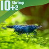 Midnight Blue Dwarf Shrimp 10+ Pack