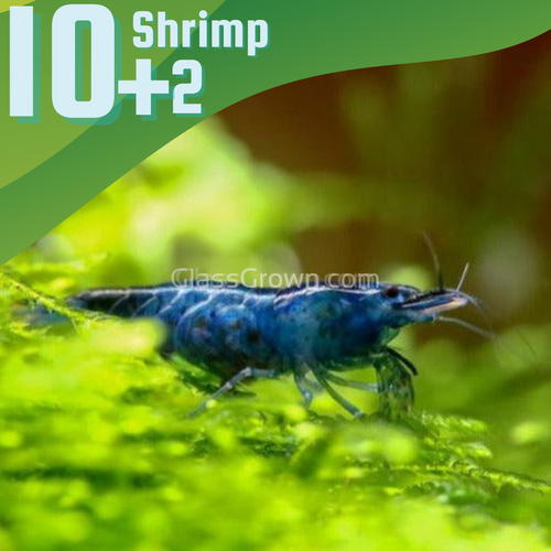 Midnight Blue Dwarf Shrimp 10+ Pack
