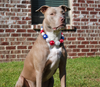 Patriotic Red White Blue Acrylic Beaded Dog Necklace - Large