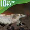 Snowball White Dwarf Shrimp 10+ Pack