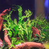 Java Fern Windelov
