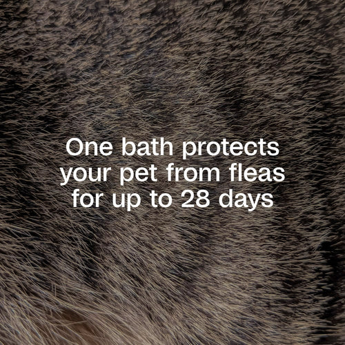 Adams Plus Flea & Tick Shampoo with Precor IGR for Dogs & Cats 12 oz.