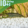 Wild Type Dwarf Shrimp 10+ Pack