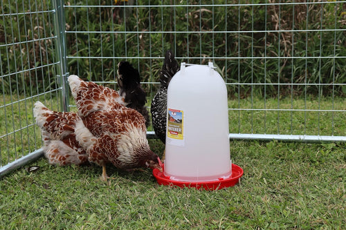 Little Giant 3 Gallon Poultry Drinker 2-Pack Gravity Fed Chicken Waterer Red Base