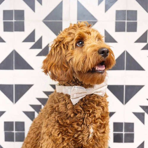 Flax Lines Dog Bow Tie