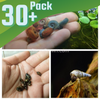 Colorful Algae Eater 30+ Combo Snail Pack