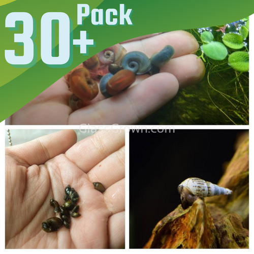 Colorful Algae Eater 30+ Combo Snail Pack
