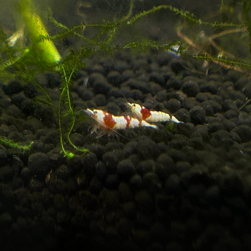 Pure Red Line Shrimp