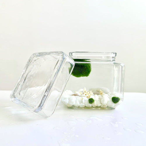Marimo Moss Ball Aquarium Glass Terrarium Designer 4.5 Home Decor and Office Decor