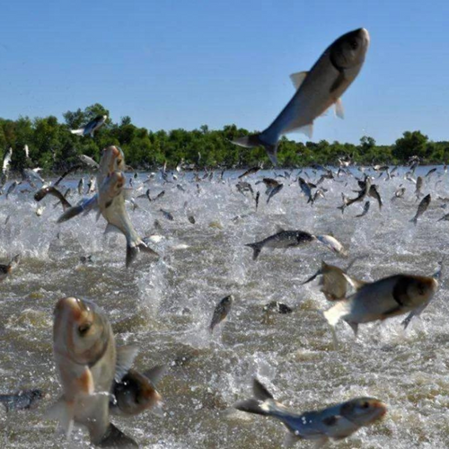 Restore Biodiversity Bundle, 3-Pack